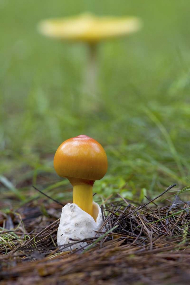 Canada, Quebec Close-up of fly agaric mushroom art print by Gilles Delisle for $57.95 CAD