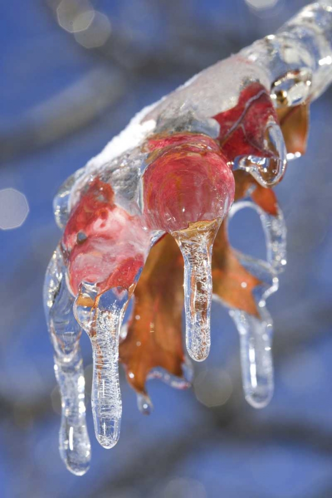 Canada, Quebec Ice-coated oak leaves after storm art print by Gilles Delisle for $57.95 CAD
