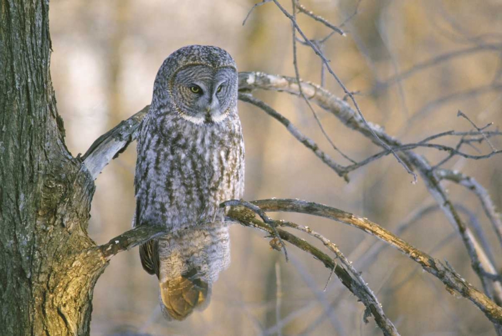 Canada, Quebec Great gray owl at sunset art print by Gilles Delisle for $57.95 CAD