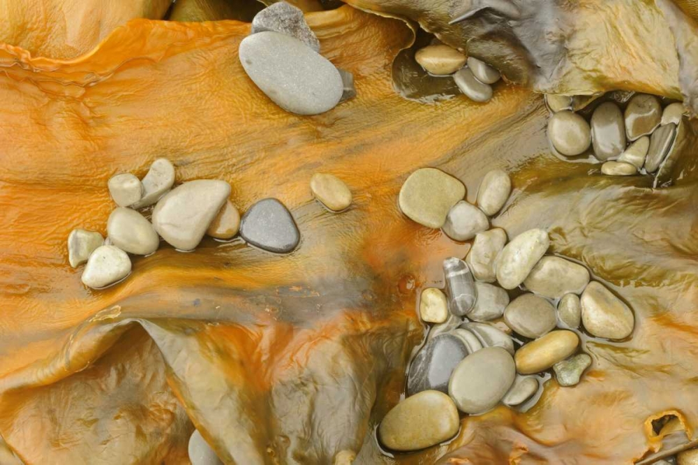 Canada, Quebec, Forillon NP Pebbles on seaweed art print by Mike Grandmaison for $57.95 CAD