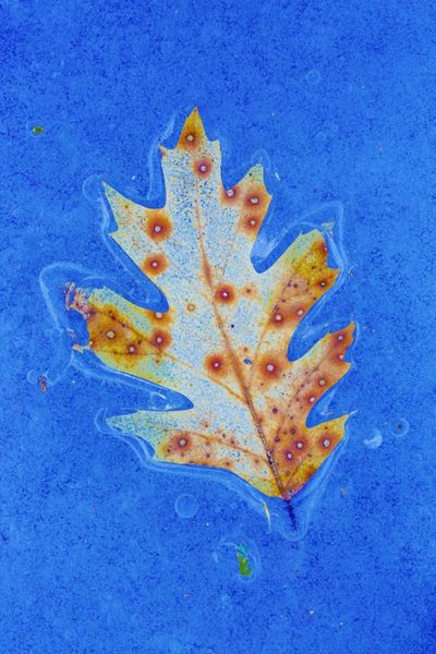 Quebec Art prints and posters