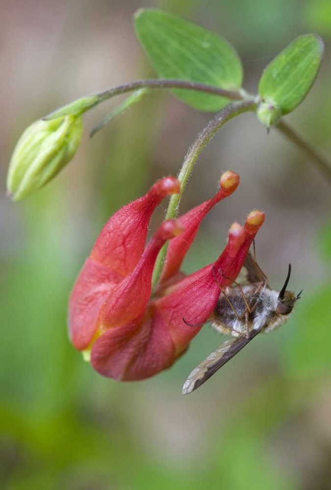 Canada, Quebec Bee fly on wild columbine art print by Gilles Delisle for $57.95 CAD