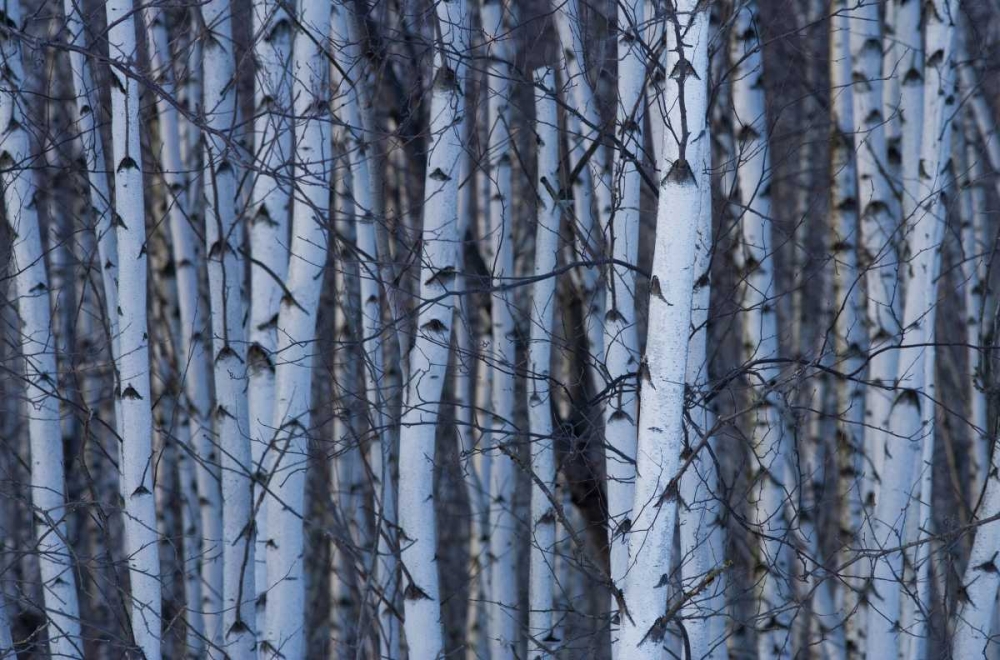 Canada, Quebec, Yamaska NP Gray birch forest art print by Gilles Delisle for $57.95 CAD