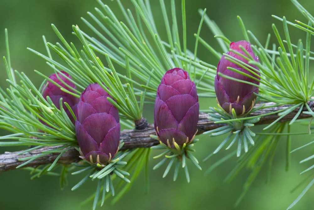 Canada, Quebec Tamarack tree cones art print by Gilles Delisle for $57.95 CAD