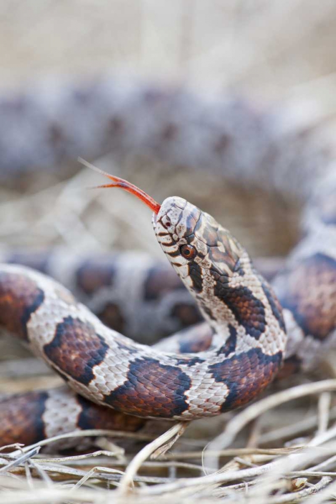 Canada, Riviere des Prairies Park Milk snake art print by Gilles Delisle for $57.95 CAD