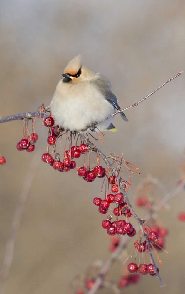 Canada, Quebec Bohemian waxwing bird on limb art print by Gilles Delisle for $57.95 CAD
