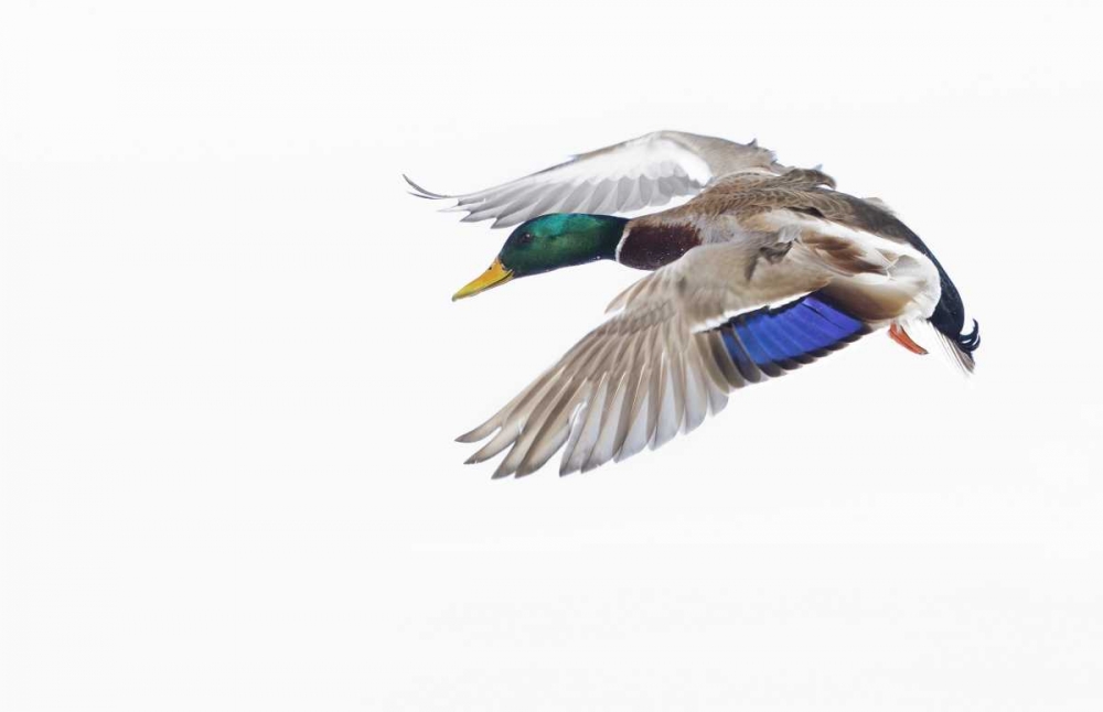 Canada, St Catherine Mallard drake landing art print by Gilles Delisle for $57.95 CAD