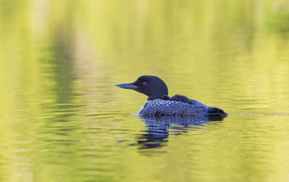 Canada, Quebec, Eastman Common loon with chick art print by Gilles Delisle for $57.95 CAD