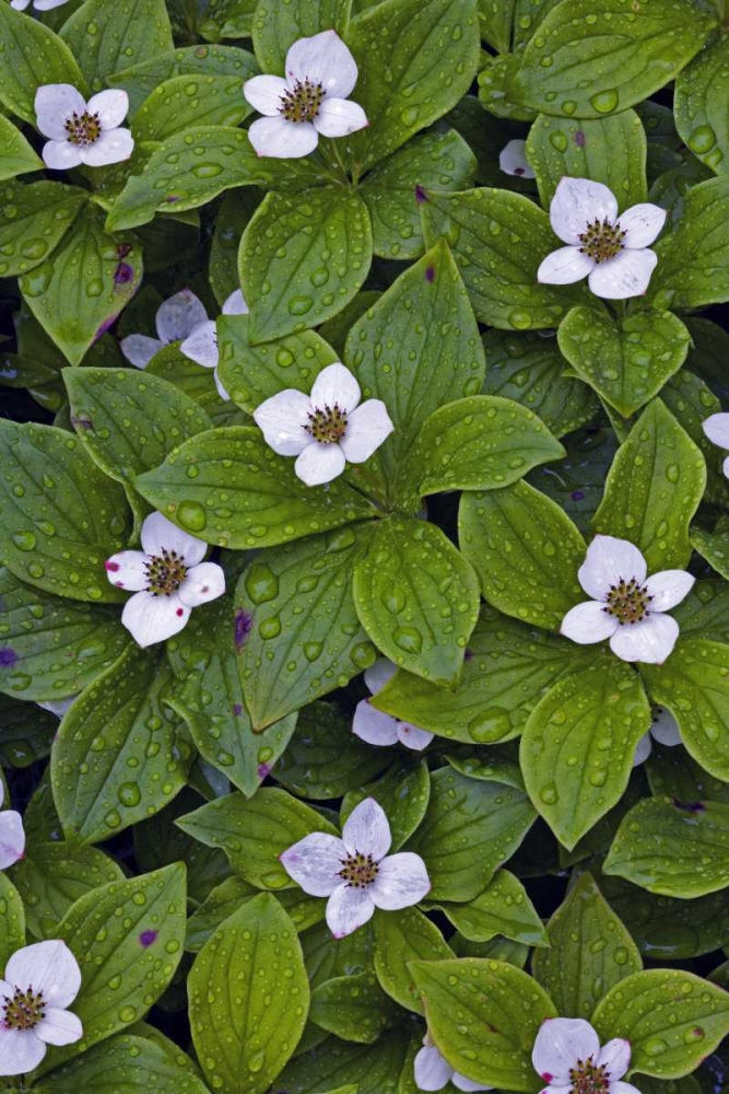 Canada, Quebec, Mingan Bunchberry after rainfall art print by Gilles Delisle for $57.95 CAD