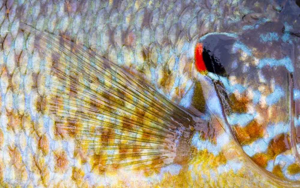 Canada, Quebec, Eastman Pumpkinseed fish art print by Gilles Delisle for $57.95 CAD
