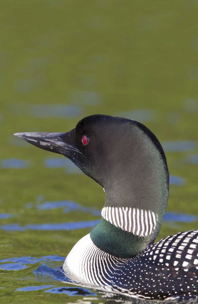 Canada, Quebec, Eastman Common loon in water art print by Gilles Delisle for $57.95 CAD
