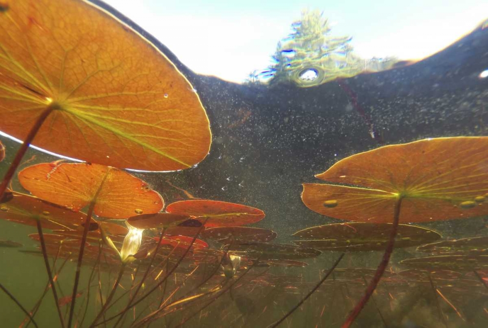 Canada, Eastman Underwater view of water lilies art print by Gilles Delisle for $57.95 CAD