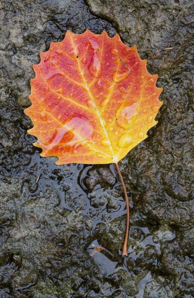Canada, Quebec, Big tooth aspen leaf after rain art print by Gilles Delisle for $57.95 CAD
