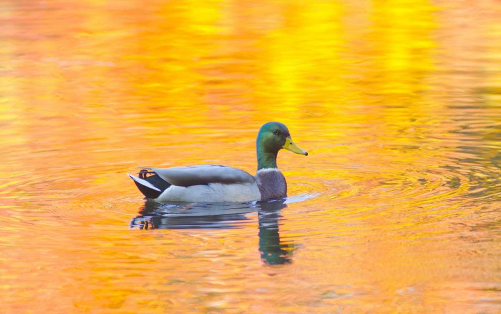 Canada, Quebec, Mallard drake swimming art print by Gilles Delisle for $57.95 CAD