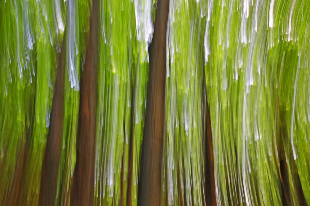 Canada, Quebec Maple grove abstract at sunset art print by Gilles Delisle for $57.95 CAD