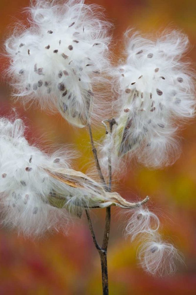 Canada, Quebec, Milkweed releasing seeds art print by Gilles Delisle for $57.95 CAD