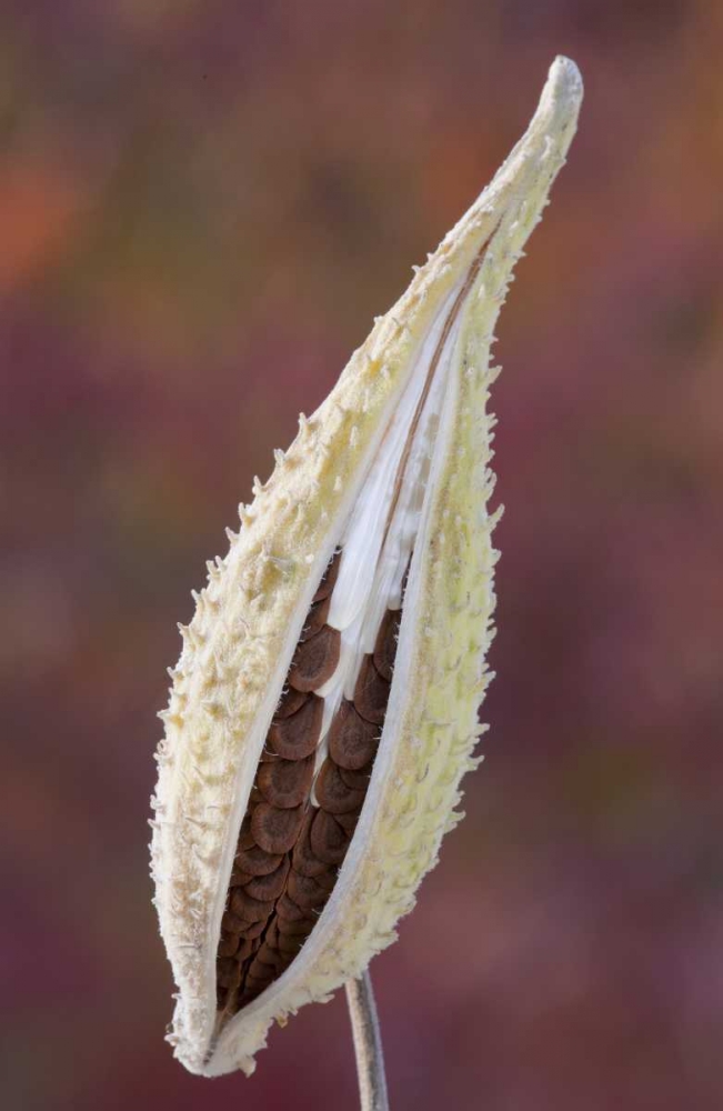 Canada, Quebec, Mt St-Bruno Park Milkweed seed art print by Gilles Delisle for $57.95 CAD