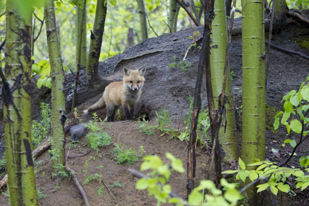 Canada, Mt St-Bruno Park Red fox kit at den site art print by Gilles Delisle for $57.95 CAD