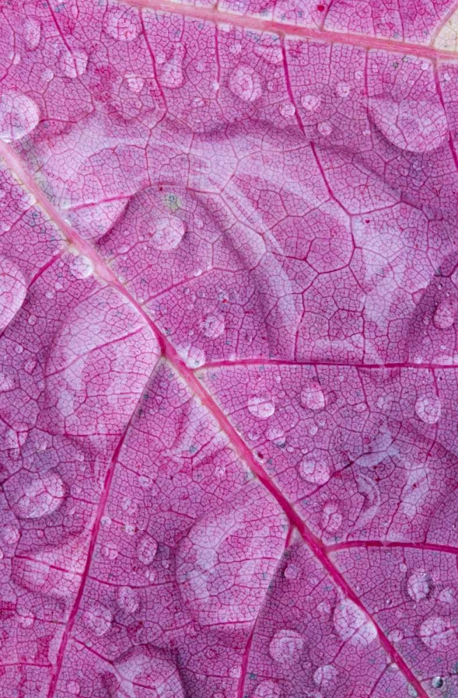 Canada, Quebec, Rain water on red maple leaf art print by Gilles Delisle for $57.95 CAD