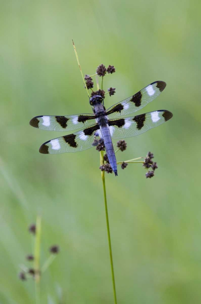 Canada, Quebec, Twelve-spot skimmer art print by Gilles Delisle for $57.95 CAD