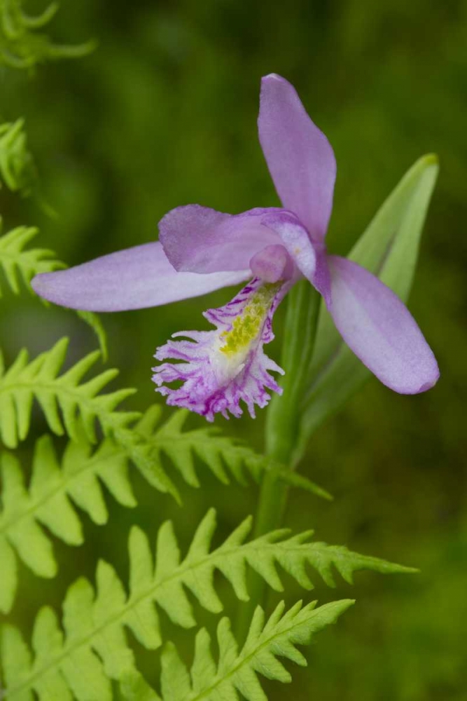 Canada, Quebec, Snake-mouth orchid art print by Gilles Delisle for $57.95 CAD