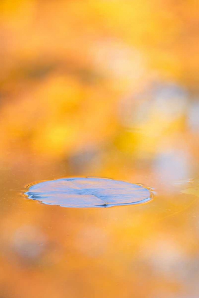 Canada, Quebec, Water lily pad and fall colors art print by Gilles Delisle for $57.95 CAD
