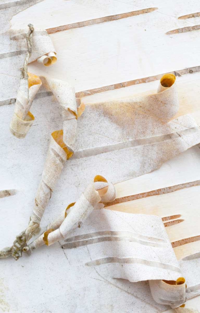 Canada, Mt St-Bruno Park White birch bark detail art print by Gilles Delisle for $57.95 CAD