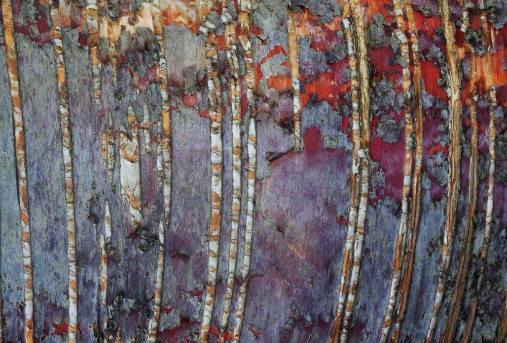 Canada, Quebec White birch root bark patterns art print by Gilles Delisle for $57.95 CAD