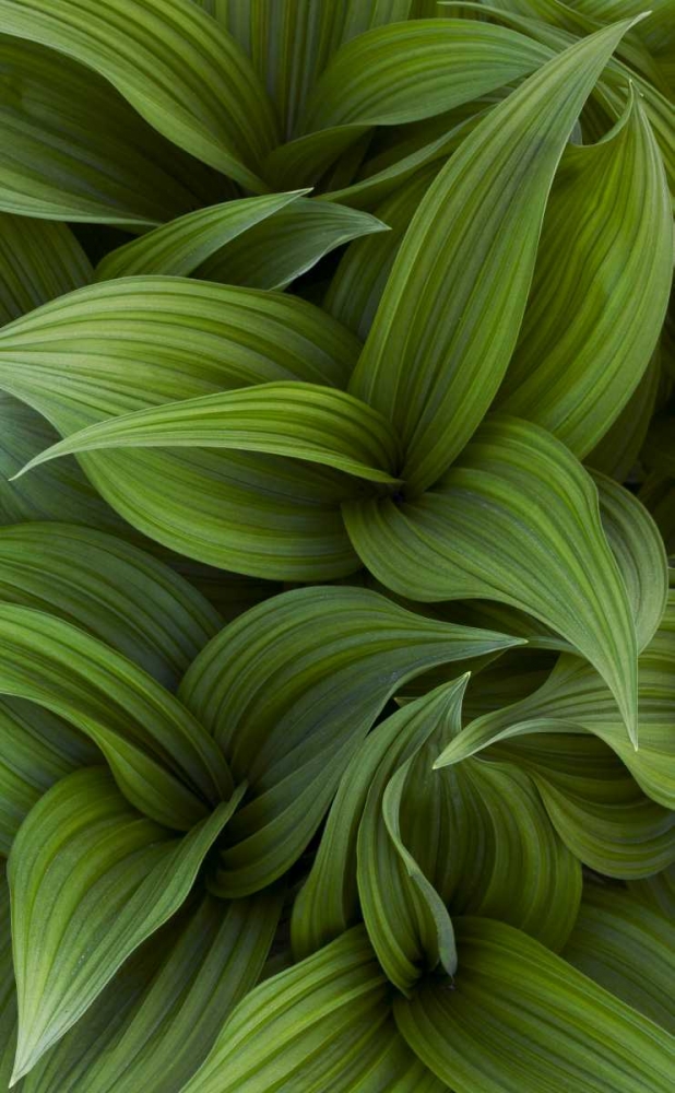 Canada, Quebec, Yamaska NP Green false hellebore art print by Gilles Delisle for $57.95 CAD