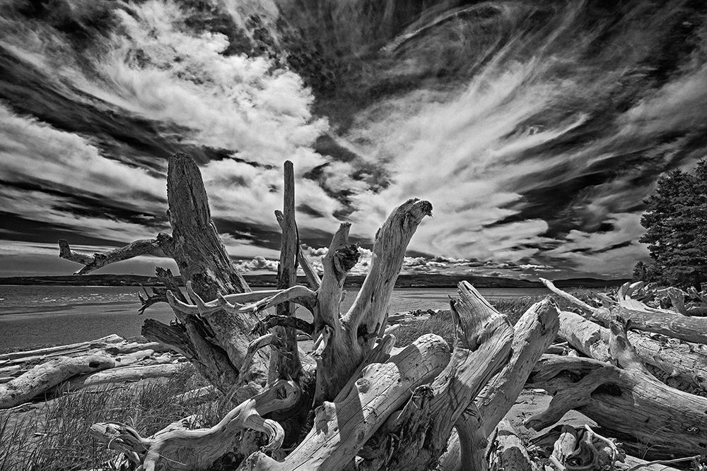 Canada-Quebec-Forillon National Park Driftwood along ocean shore art print by Jaynes Gallery for $57.95 CAD