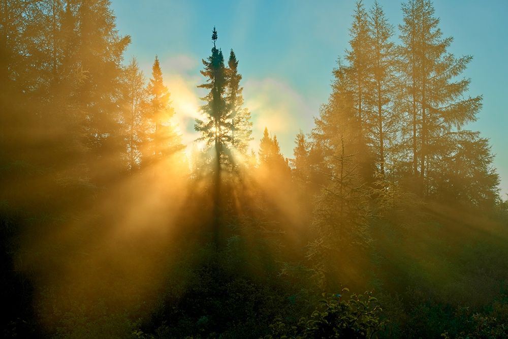 Canada-Quebec-Chibougamau Trees in fog at sunrise art print by Jaynes Gallery for $57.95 CAD