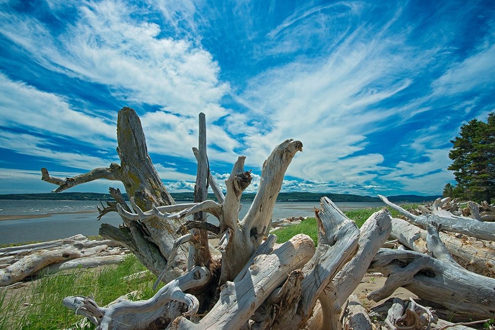 Canada-Quebec-Forillon National Park Driftwood along La Plage de Penouille art print by Jaynes Gallery for $57.95 CAD