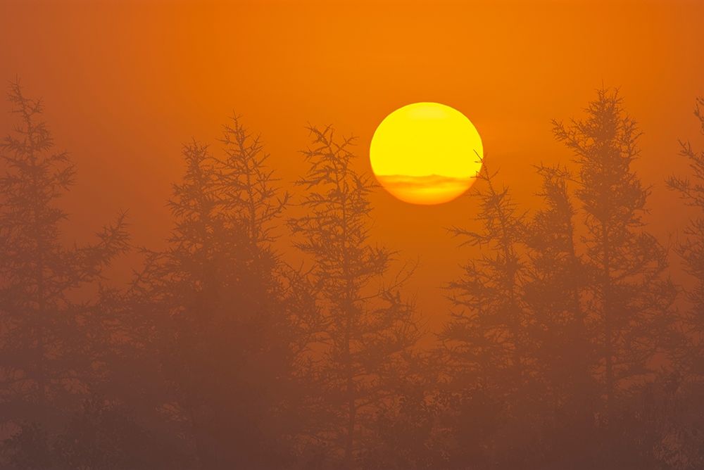 Canada-Quebec-Havre-Saint-Pierre Trees and fog at sunrise art print by Jaynes Gallery for $57.95 CAD
