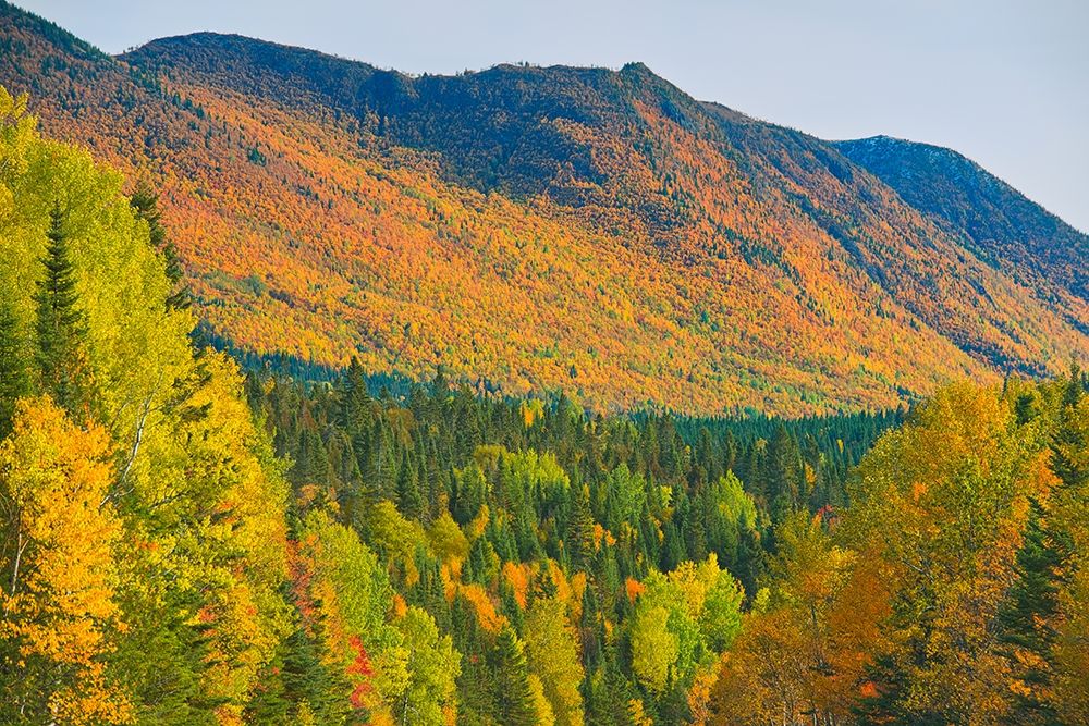 Canada-Quebec-Parc National de la Gaspesie Autumn colors in Chic-Choc Mountains art print by Jaynes Gallery for $57.95 CAD
