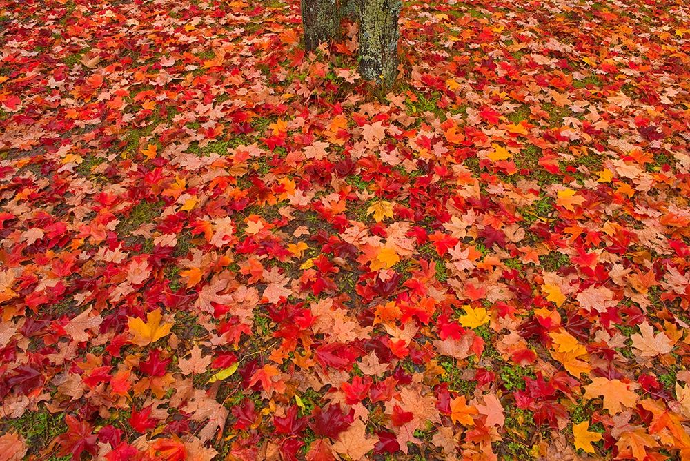 Canada-Quebec-Rimouski Sugar maple leaves and tree trunk art print by Jaynes Gallery for $57.95 CAD