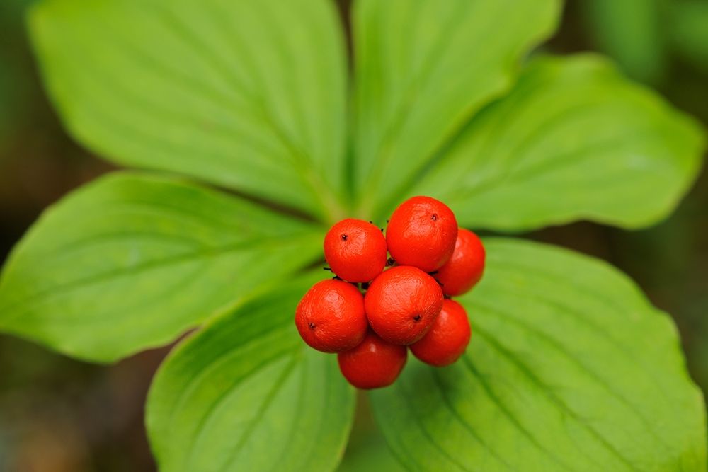 Canada-Quebec-Rivière-au-Tonnerre Bunchberry fruit and leaves close-up art print by Jaynes Gallery for $57.95 CAD