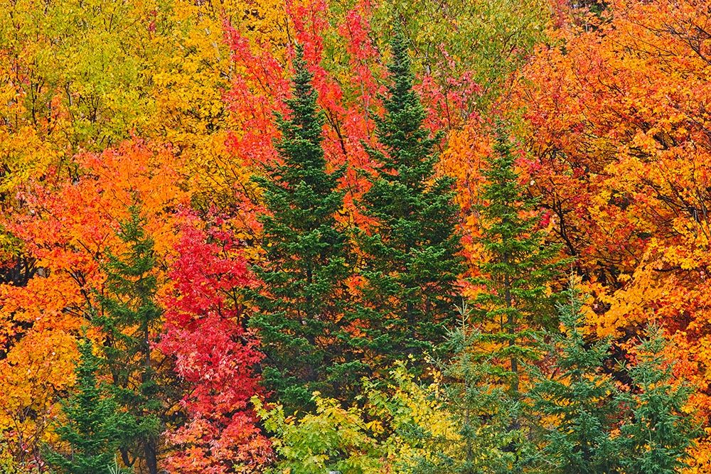Canada-Quebec-Saint-Pacome Mixedwood forest in autumn art print by Jaynes Gallery for $57.95 CAD