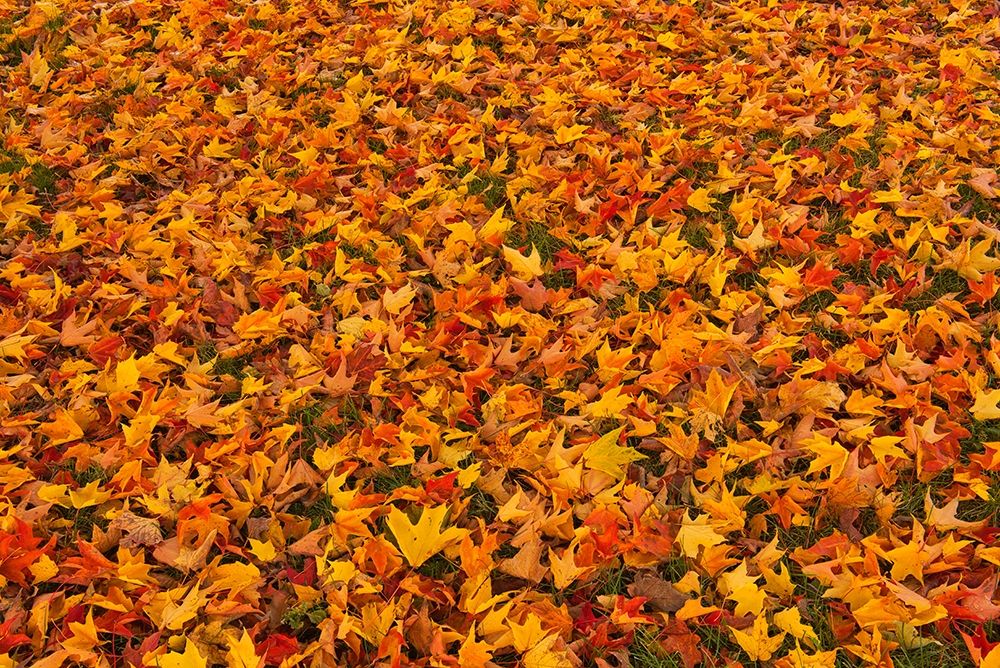 Canada-Quebec-Ste Famille on Ile dOrleans Fallen sugar maple leaves in autumn art print by Jaynes Gallery for $57.95 CAD