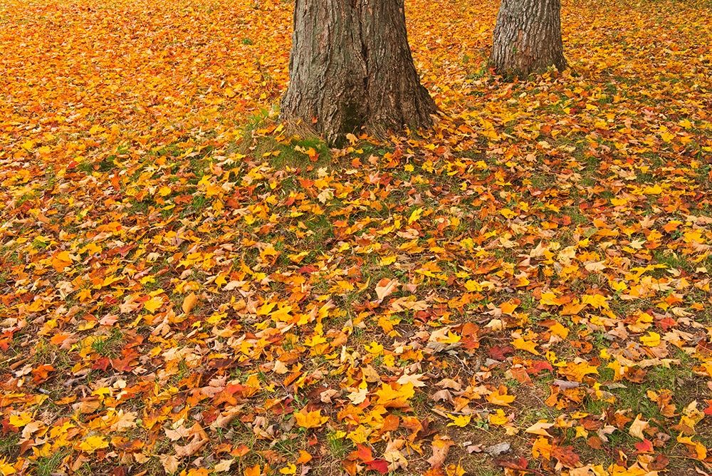 Canada-Quebec-St Michel de Belle Chasse Sugar maple leaves in autumn art print by Jaynes Gallery for $57.95 CAD