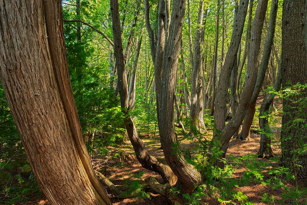 Canada-Quebec-Ville-Marie-Coaticook Gorge Park. Part of The Enchanted Forest. art print by Jaynes Gallery for $57.95 CAD