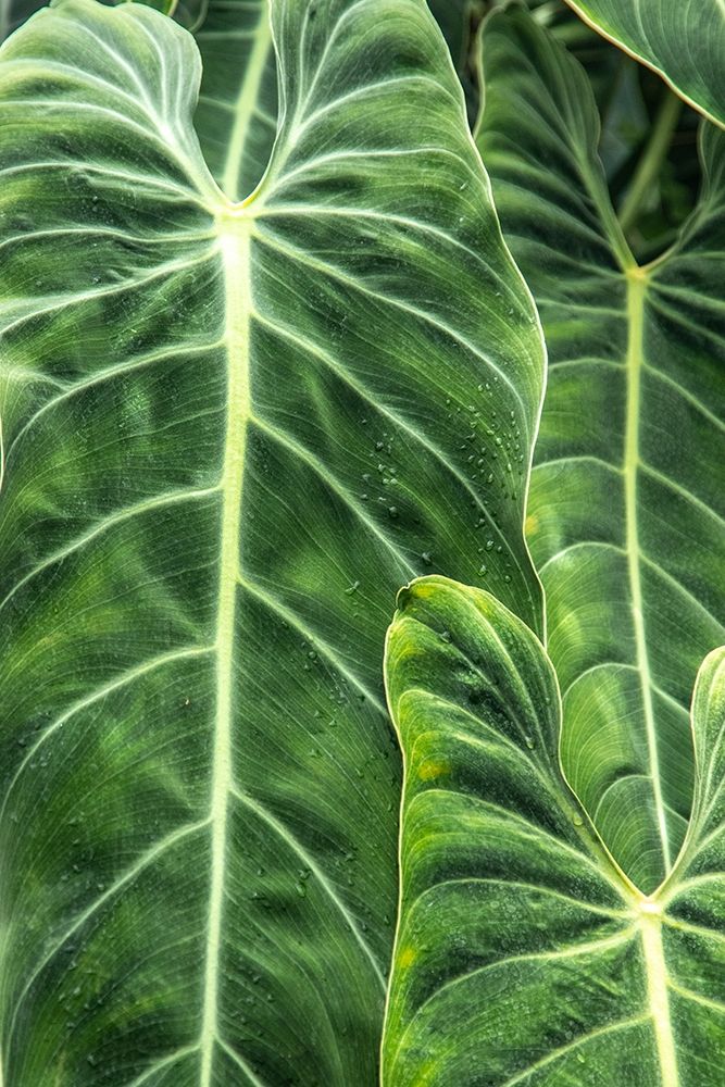 Close-up shots of the leaves from the elephant ears plant-also known as Alocasia art print by Mallorie Ostrowitz for $57.95 CAD