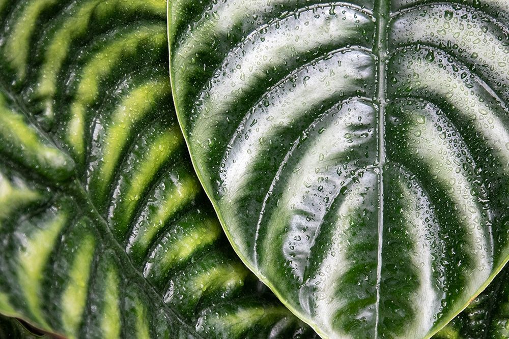 Montreal Botanical Gardens-elephants ears with rainwater art print by Mallorie Ostrowitz for $57.95 CAD