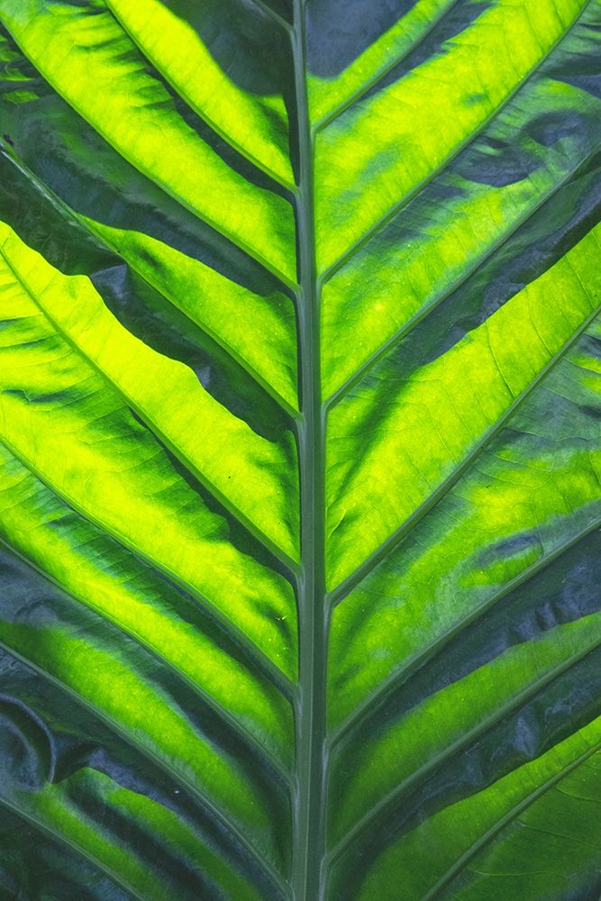 Thailand giant elephant ear-is considered invasive in certain states in the United States art print by Mallorie Ostrowitz for $57.95 CAD
