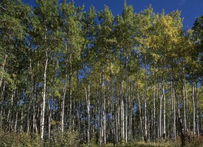 Saskatchewan Art prints and posters
