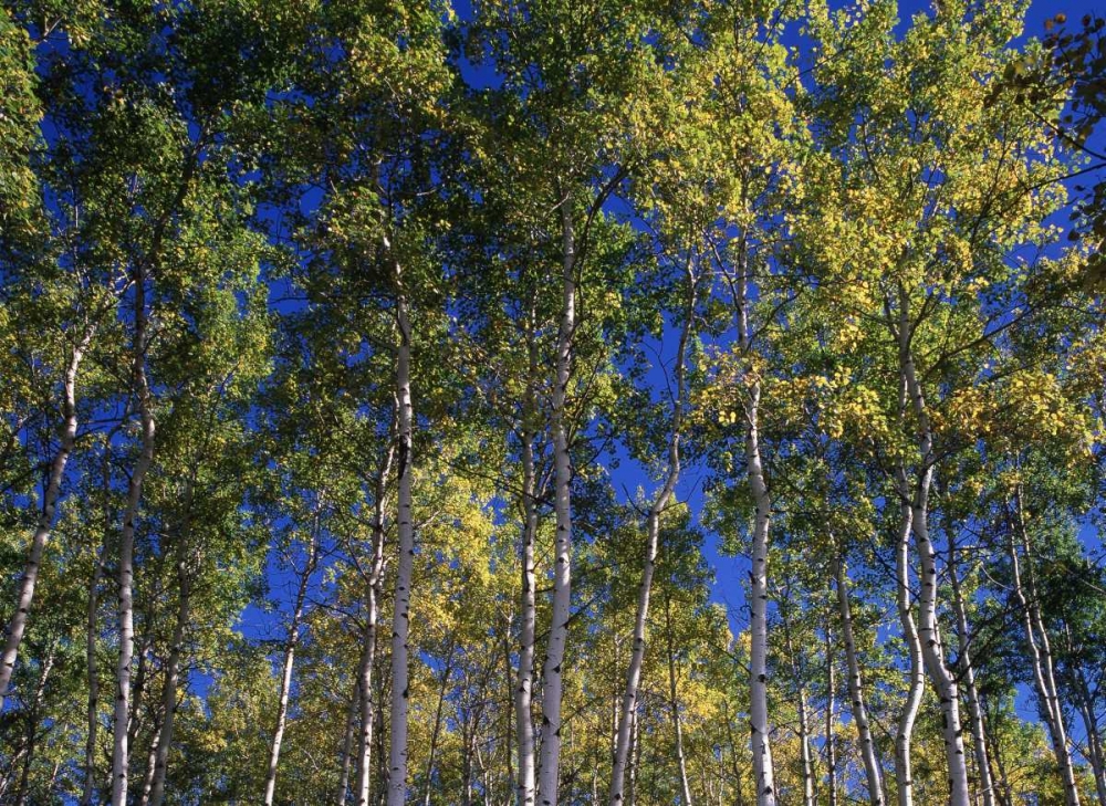 Saskatchewan Art prints and posters