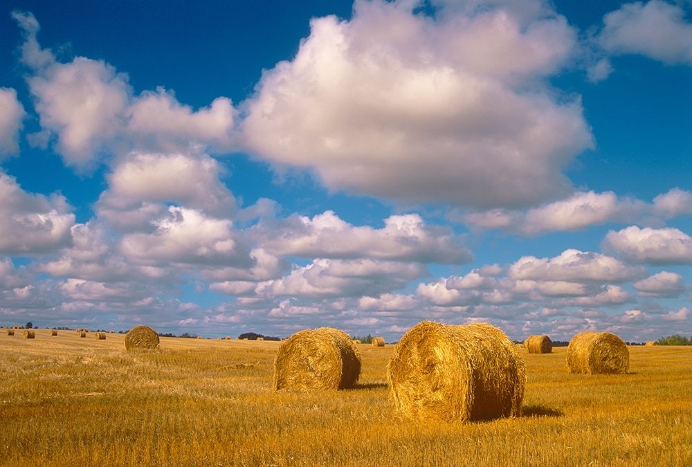 Canada-Saskatchewan-Shellbrook Bale rolls and cumulus clouds on farmland art print by Jaynes Gallery for $57.95 CAD