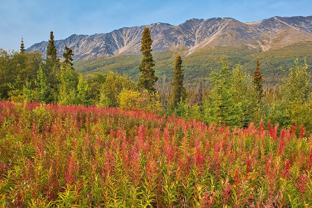 Canada-Yukon-Kluane National Park St Elias Mountains and forest landscape art print by Jaynes Gallery for $57.95 CAD