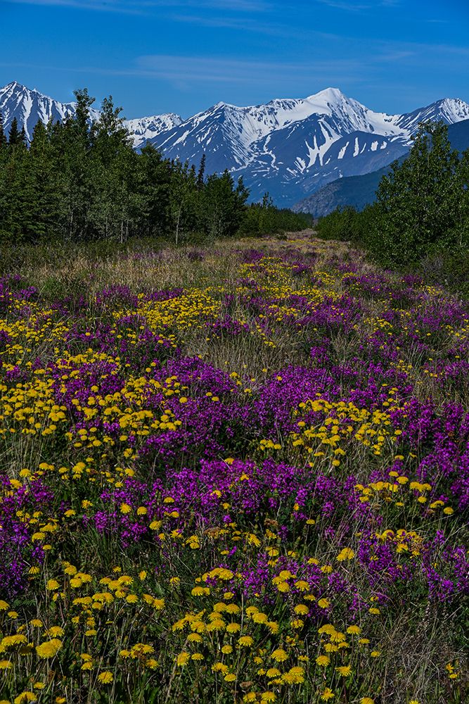 Canada, Yukon. Wildflowers and mountains of Kluane National Park along Alaska Highway art print by Howie Garber for $57.95 CAD