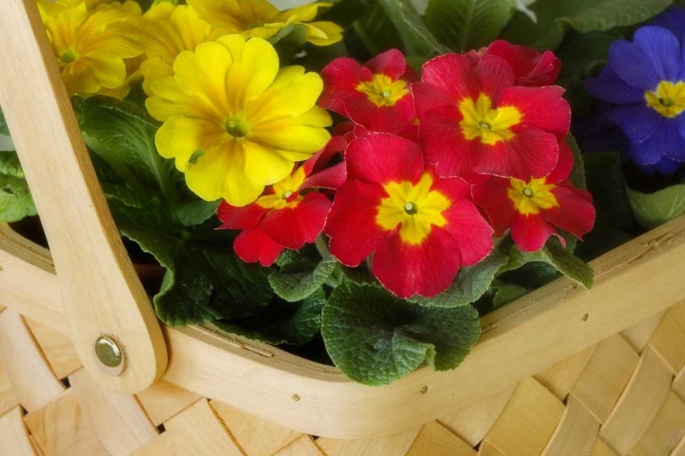 Detail of basket of flowers art print by Don Paulson for $57.95 CAD