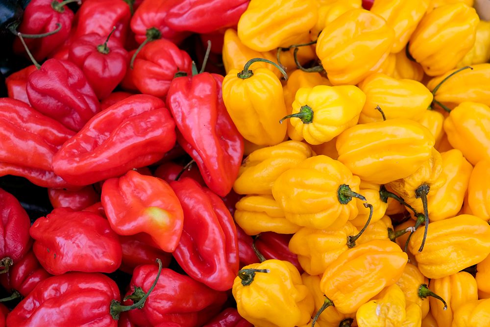 Vienna, Austria. Hot habaneros at the Naschmarkt art print by Julien McRoberts for $57.95 CAD